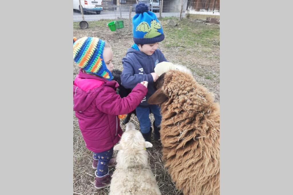 Uelis Stöckli-Familienfreundliche Wohnung auf dem Bauernhof mit Hotpot und Alpakatrekking Meikirch Exterior foto