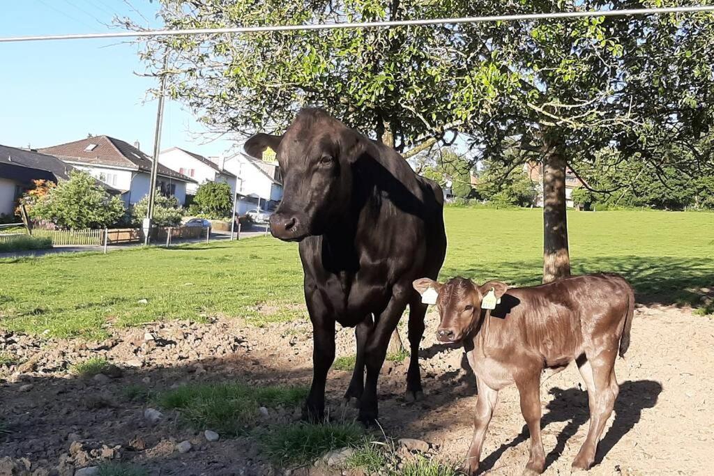 Uelis Stöckli-Familienfreundliche Wohnung auf dem Bauernhof mit Hotpot und Alpakatrekking Meikirch Exterior foto